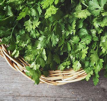 Why some love coriander and others don't